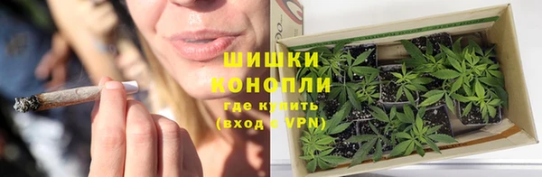 трава Белокуриха